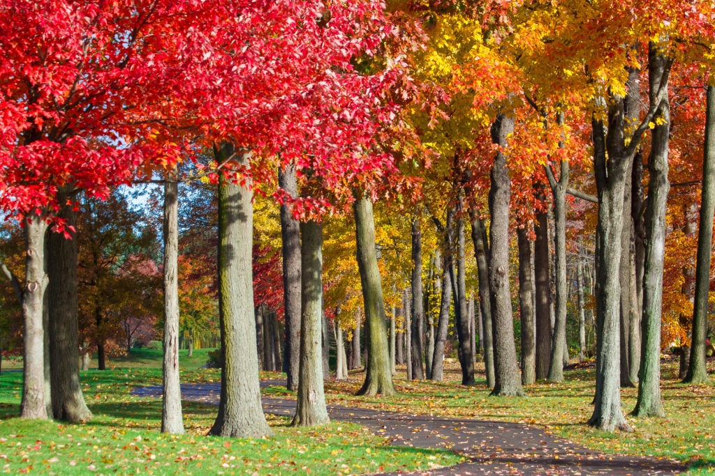 Mes 5 conseils pour ralentir en automne afin de finir l’année en pleine forme